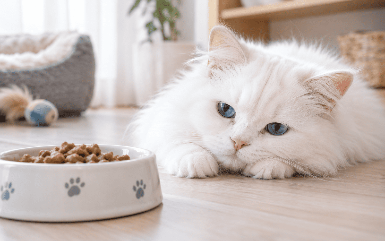Mi gato no come: causas, qué hacer y por qué no hay que esperar